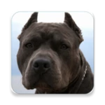 Logo of Pitbull Wallpapers HD android Application 