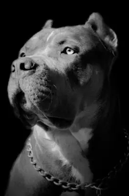 Pitbull Wallpapers HD android App screenshot 6